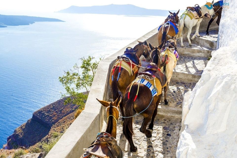 why you must reconsider before riding a donkey in santorini